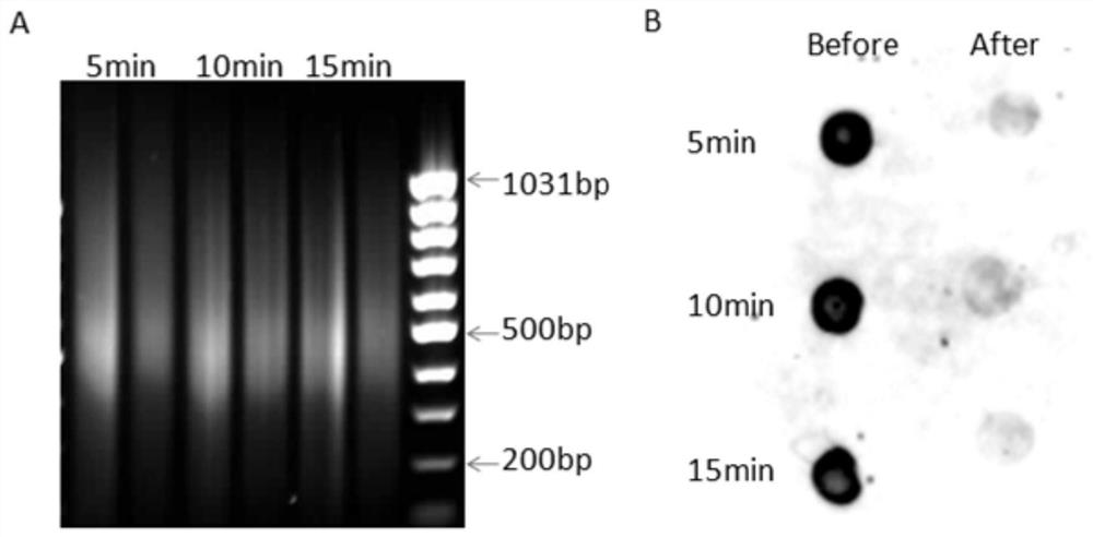 Method for jointly detecting whole genome DNA adduct based on dot blot hybridization and chromatin co-immunoprecipitation sequencing