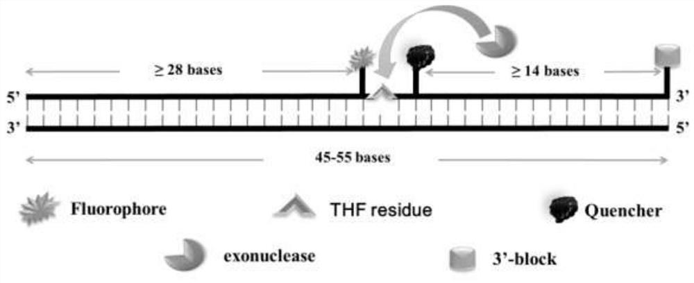 Primer, probe and reagent for rapidly detecting vibrio parahaemolyticus at room and isothermal temperature, and method realized through reagent