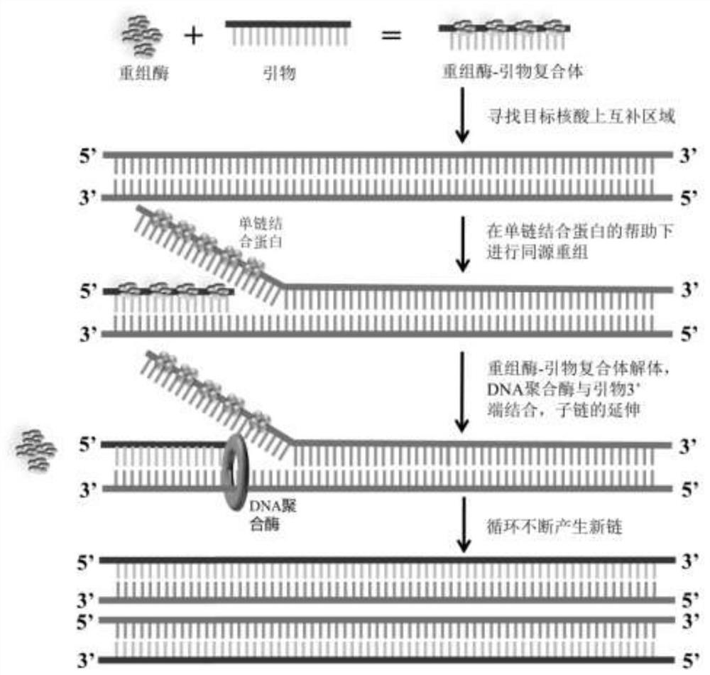 Primer, probe and reagent for rapidly detecting vibrio parahaemolyticus at room and isothermal temperature, and method realized through reagent