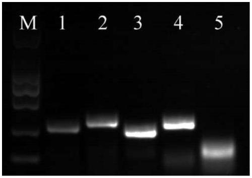 Primer, probe and reagent for rapidly detecting vibrio parahaemolyticus at room and isothermal temperature, and method realized through reagent