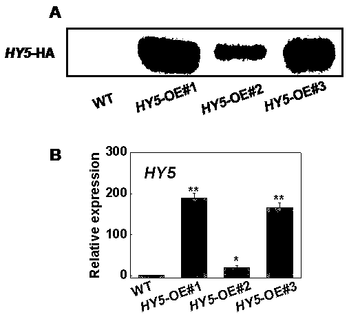 Gene for improving chlorophyll synthesis and photosynthesis efficiency of tomatoes and application