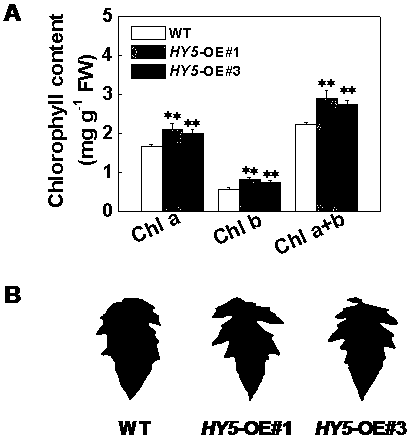 Gene for improving chlorophyll synthesis and photosynthesis efficiency of tomatoes and application