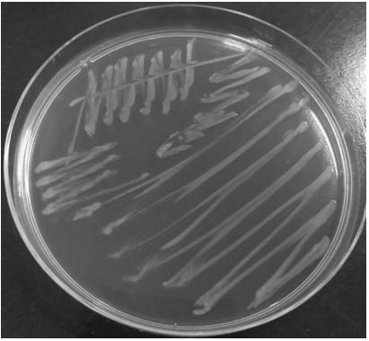 Pseudomonas aeruginosa and screening method and application thereof