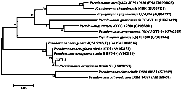 Pseudomonas aeruginosa and screening method and application thereof