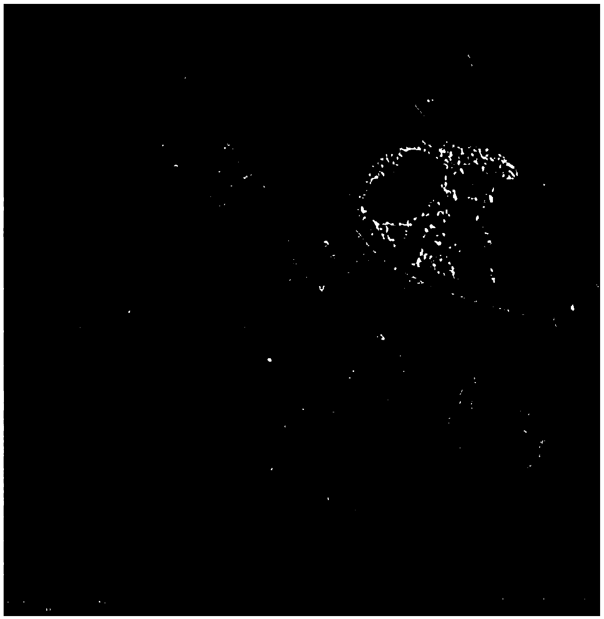 Sample pretreatment method for in situ correlative light-electron microscope detection of transmission electron microscopes and application thereof