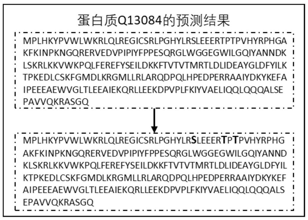 Protein phosphorylation site prediction method based on inner product self-attention neural network