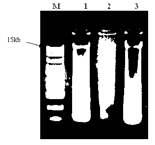 Method for extracting microorganism total DNA (Deoxyribonucleic Acid) in pu'er tea piling fermentation process