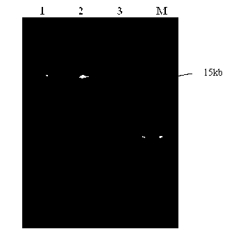 Method for extracting microorganism total DNA (Deoxyribonucleic Acid) in pu'er tea piling fermentation process