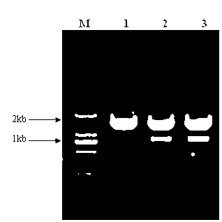 Method for extracting microorganism total DNA (Deoxyribonucleic Acid) in pu'er tea piling fermentation process