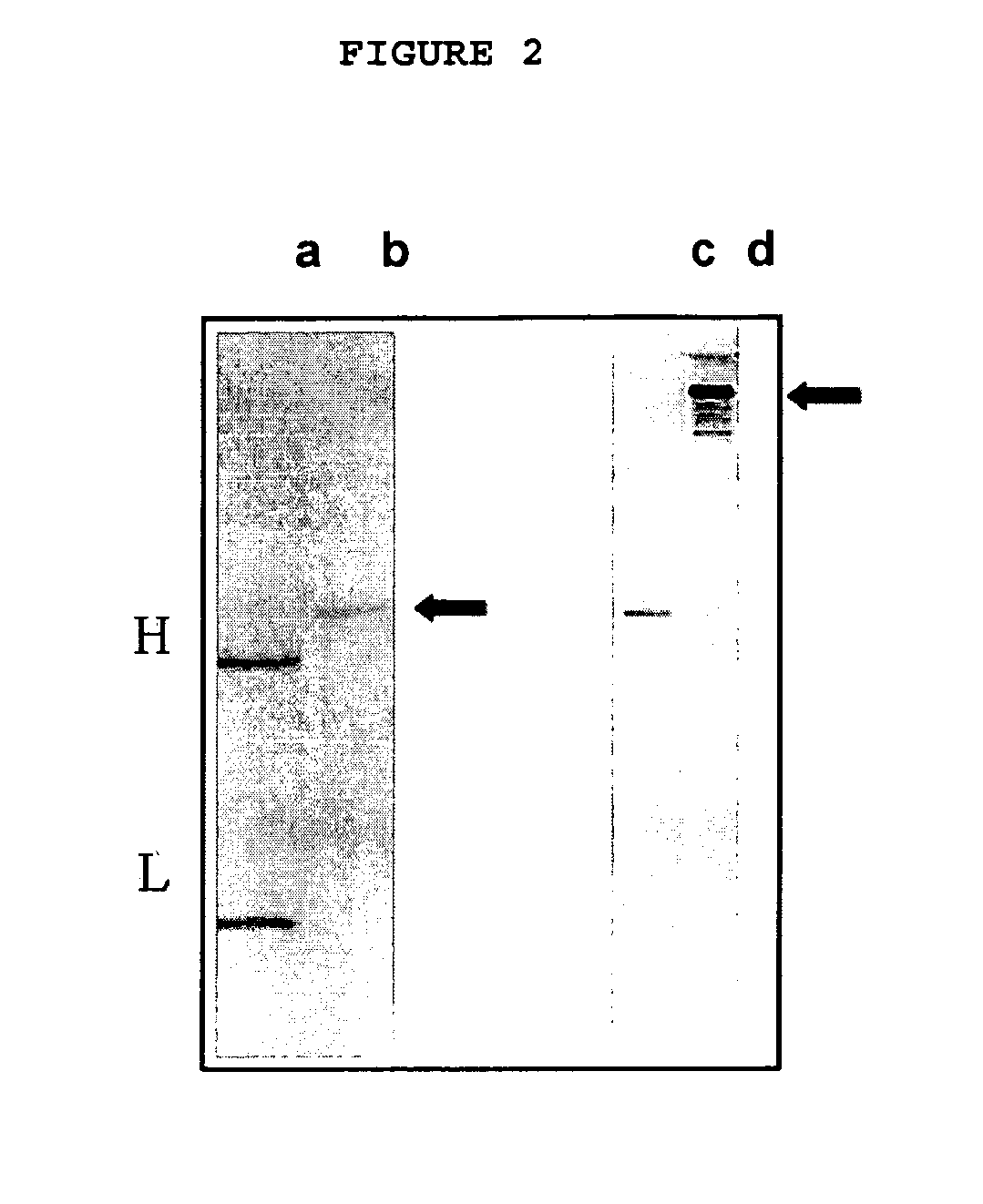 Methods of preparing and using single chain anti-tumor antibodies