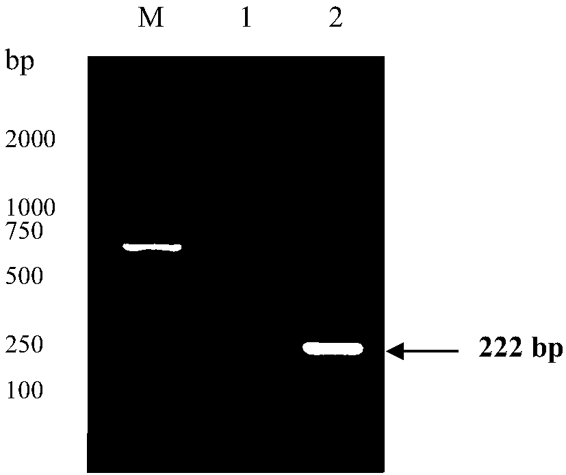 RPA primer, reagent and kit for fast detecting BLV (bovine leukemia virus)