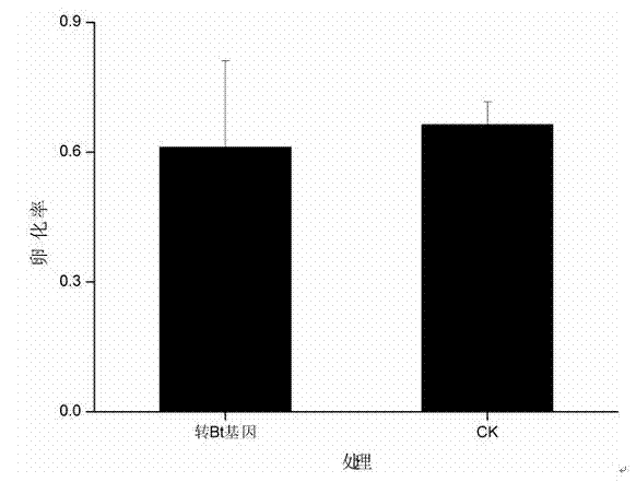 Detection method for evaluating impact of transgenic cotton on dung beetles