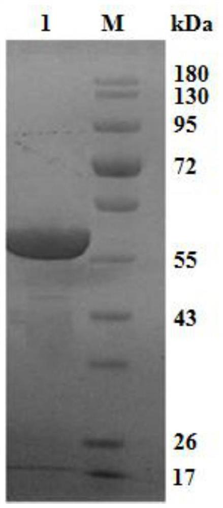 Clostridium perfringensphage lyase and application thereof