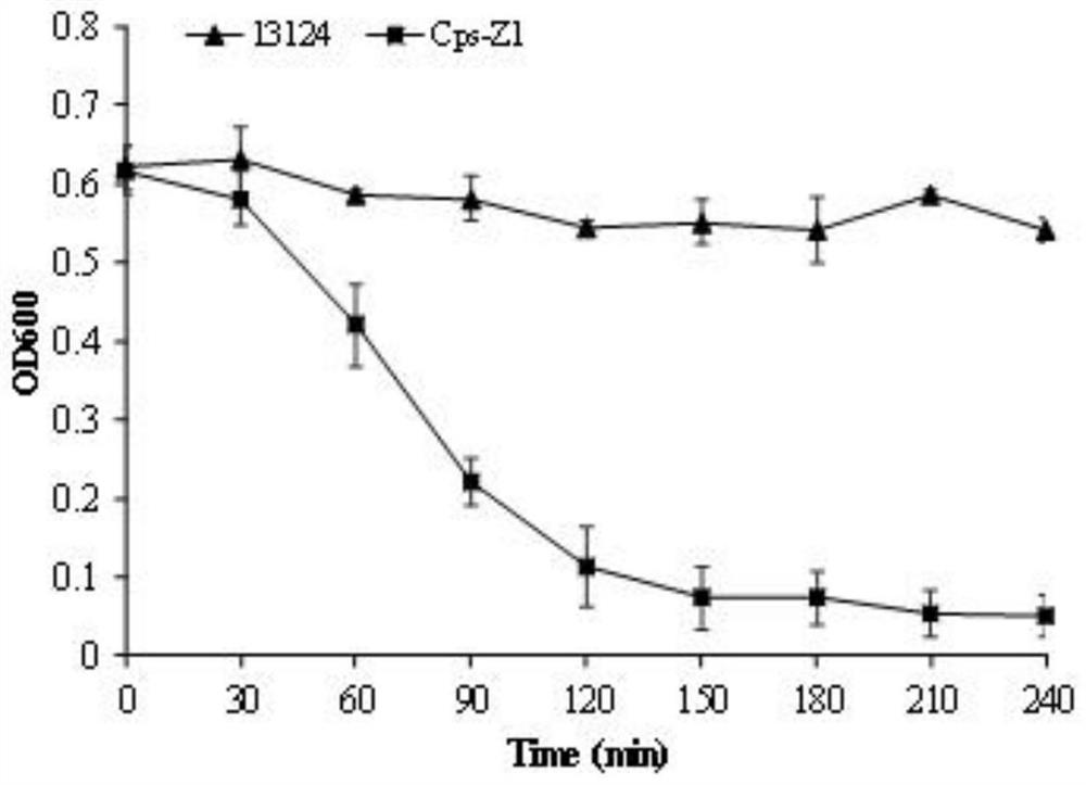 Clostridium perfringensphage lyase and application thereof