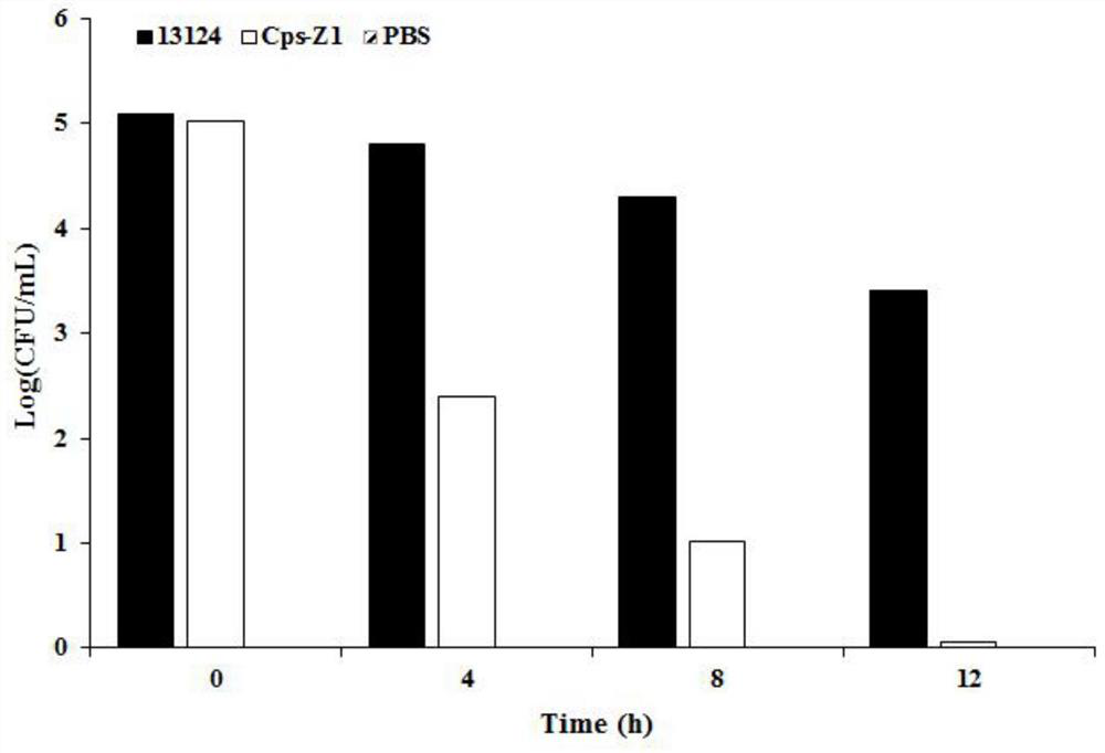 Clostridium perfringensphage lyase and application thereof