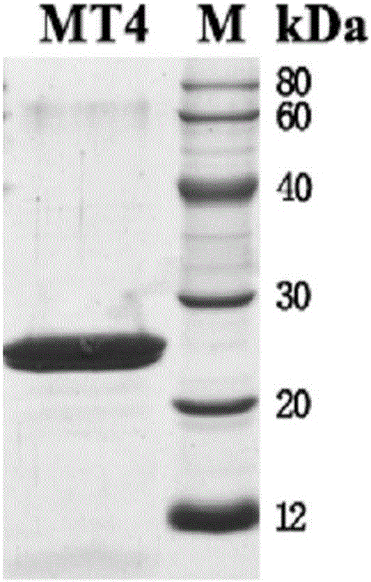 Tumor vascular endothelial cell marker 8 mutant, fusion protein and application thereof