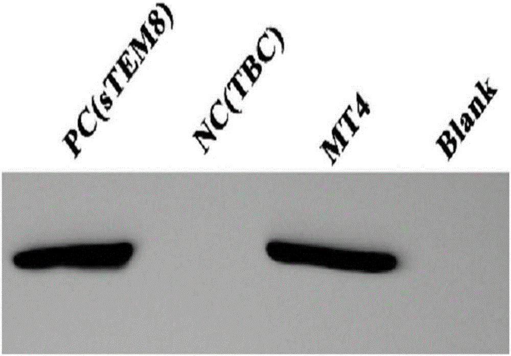 Tumor vascular endothelial cell marker 8 mutant, fusion protein and application thereof