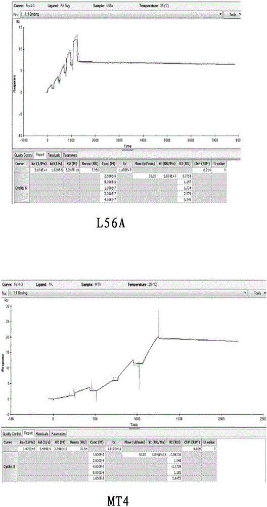 Tumor vascular endothelial cell marker 8 mutant, fusion protein and application thereof