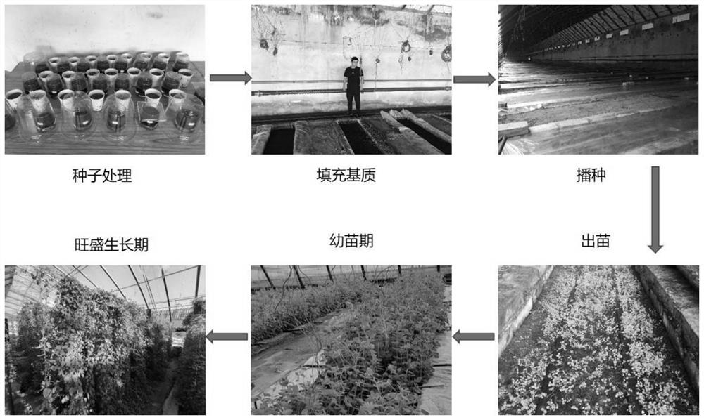 Codonopsis pilosula protected field substrate seedling raising method