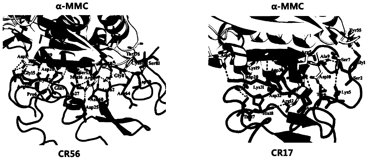 Ribosome inactivated protein attenuated modification method for blocking receptor binding