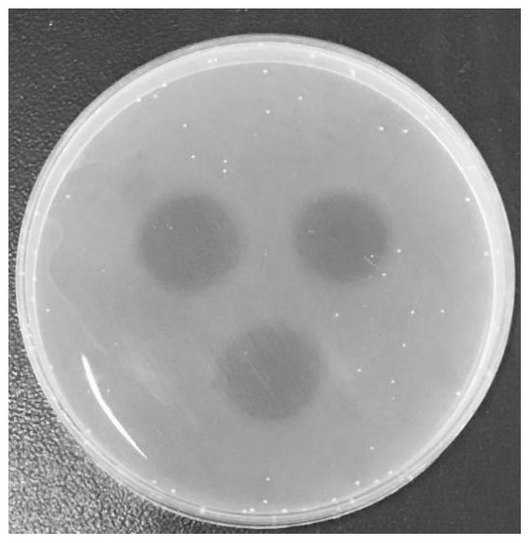 A tea tree mushroom fibrinolytic enzyme and preparation method thereof