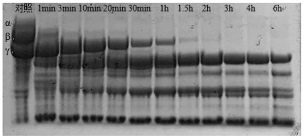 A tea tree mushroom fibrinolytic enzyme and preparation method thereof