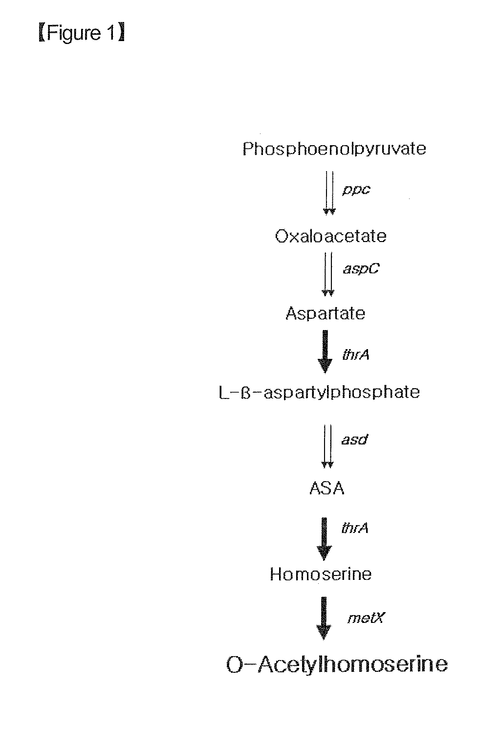 Microorganism producing o-acetyl-homoserine and the method of producing o-acetyl-homoserine using the microorganism