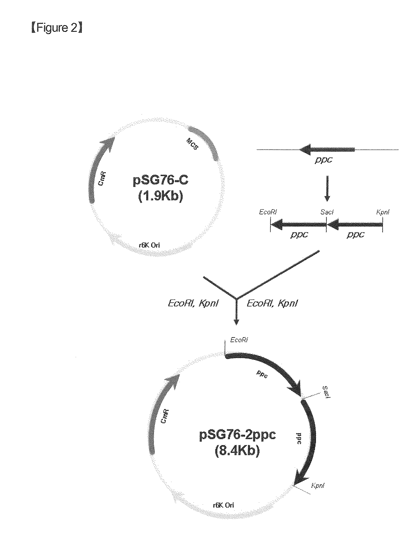 Microorganism producing o-acetyl-homoserine and the method of producing o-acetyl-homoserine using the microorganism