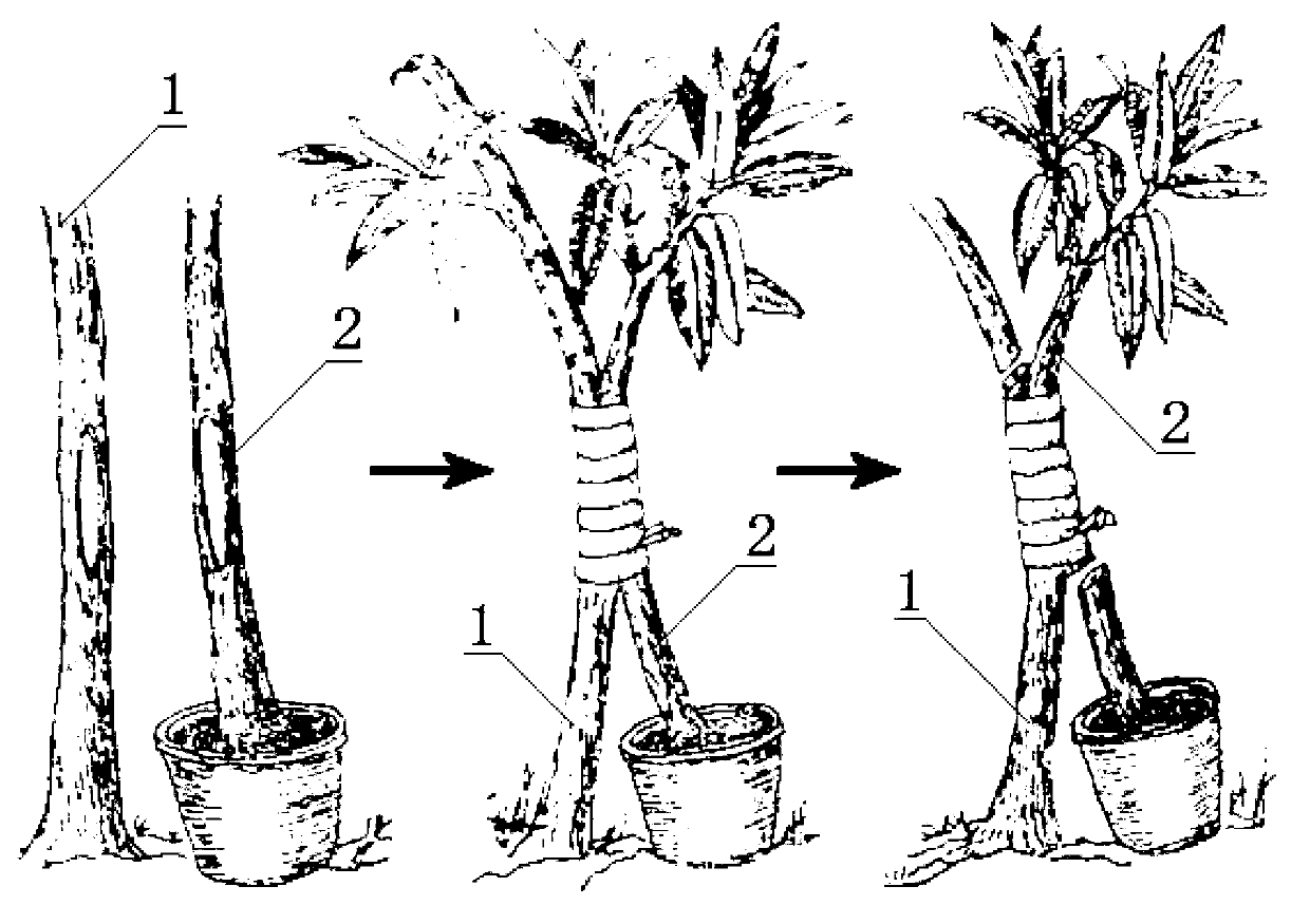 Nurse graft molding method of lythraceae lagerstroemia trunks