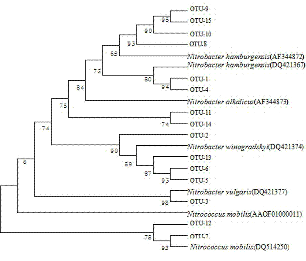 Method for detecting community structures and abundance of nitrite oxidizing bacteria in wastewater