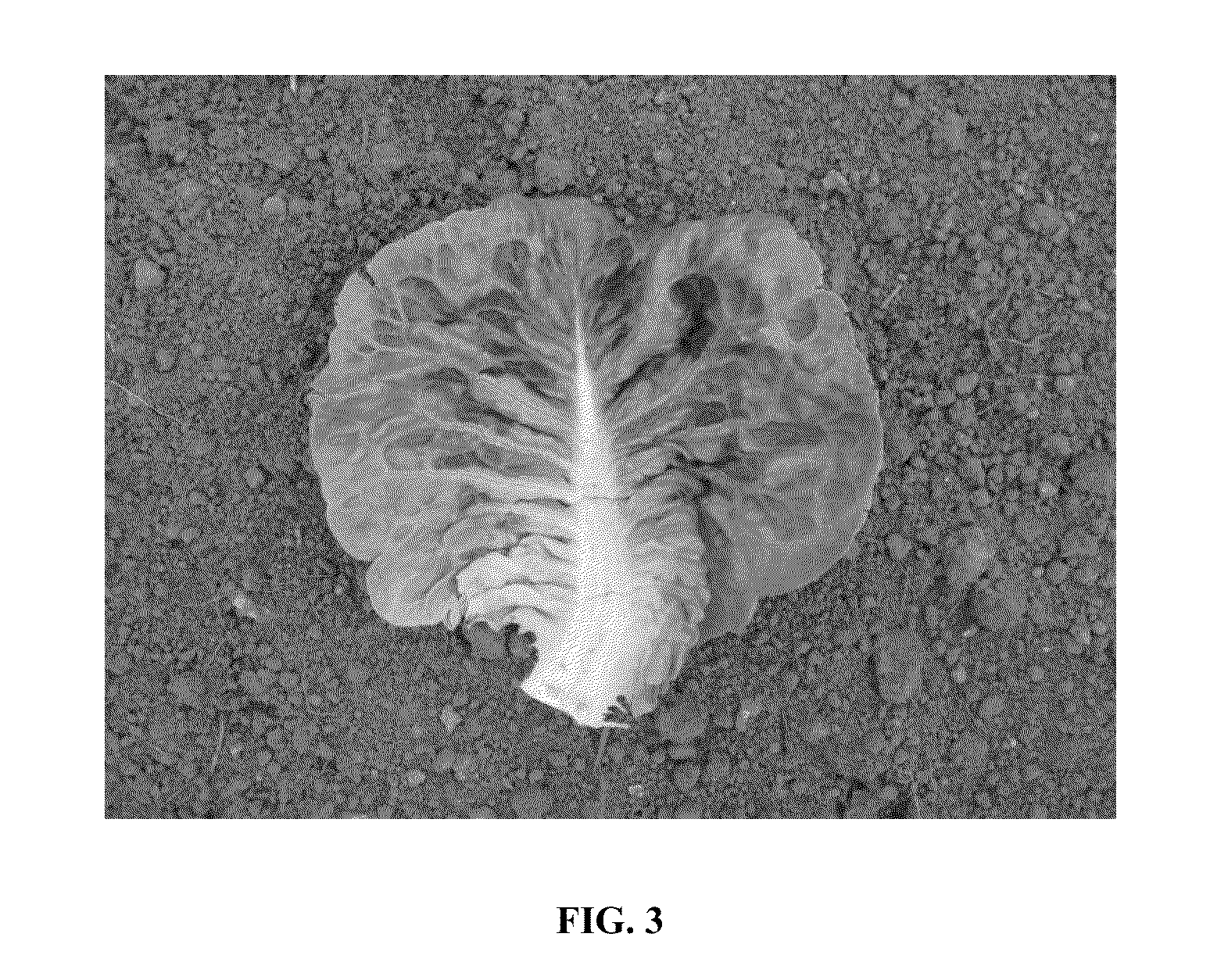 Lettuce variety 41-144 RZ, “ralph RZ”