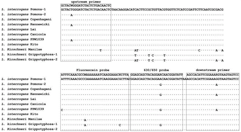 Fluorescence quantification PCR (Polymerase Chain Reaction) primer, probe and kit for detecting dog leptospira nucleic acid