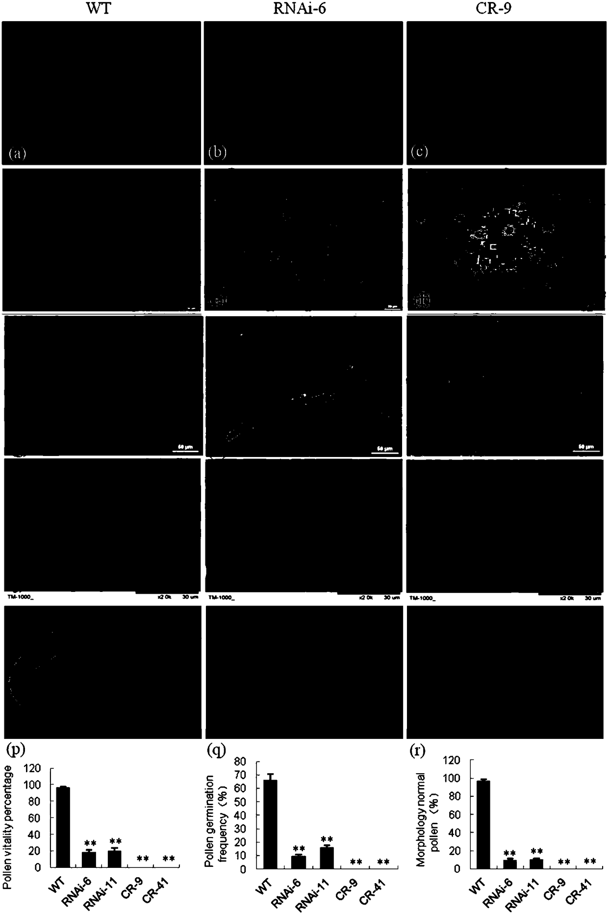 Application of tomato SlMPK20 gene in creating tomato genic male sterile line