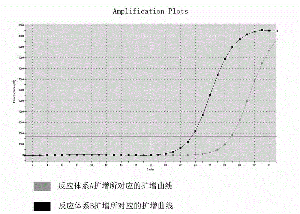 MTHFR gene polymorphism detection primer system and kit thereof