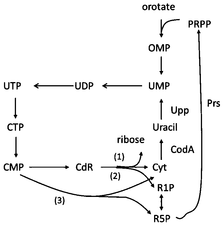 Recombinant microbe for producing cytosine and method for producing cytosine