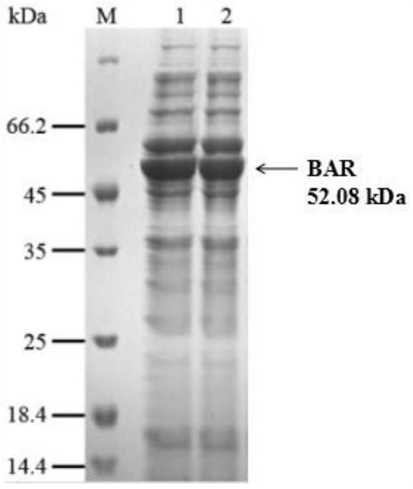 Method for enzymatically producing dl-tyrosine, broad-spectrum amino acid racemase, and application