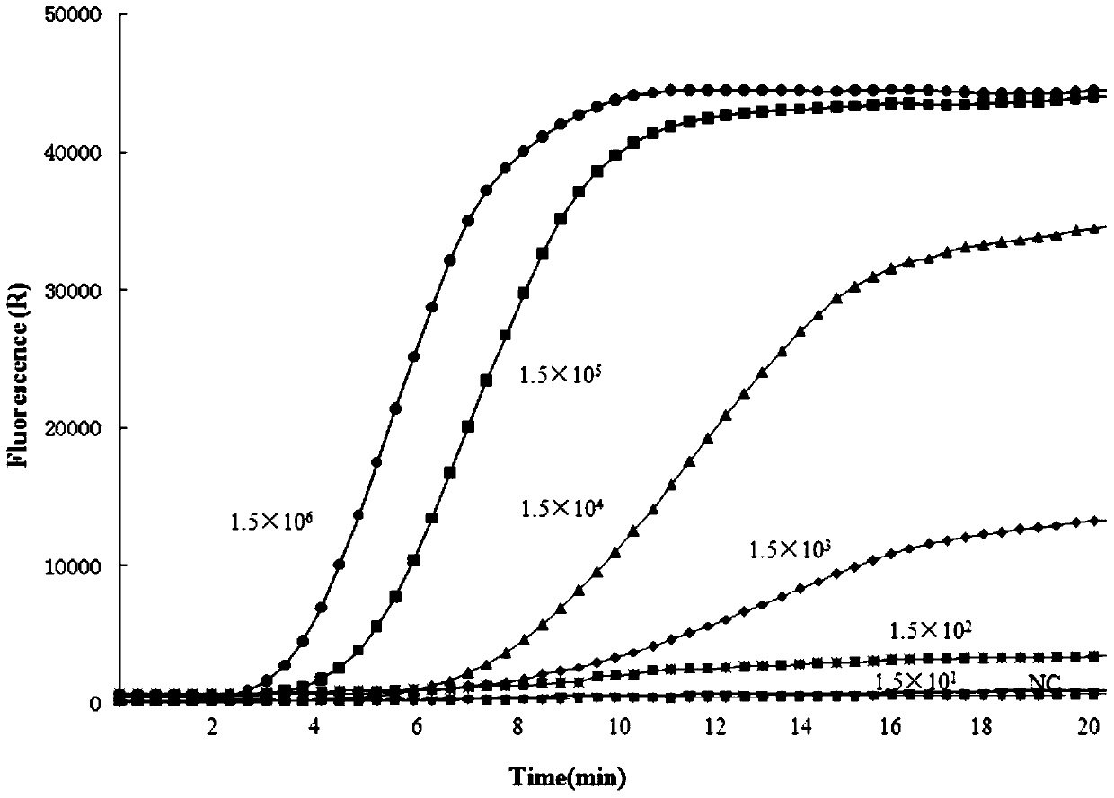 A kind of rt-rpa detection kit for rapid detection of Peste des petits ruminants virus and its application