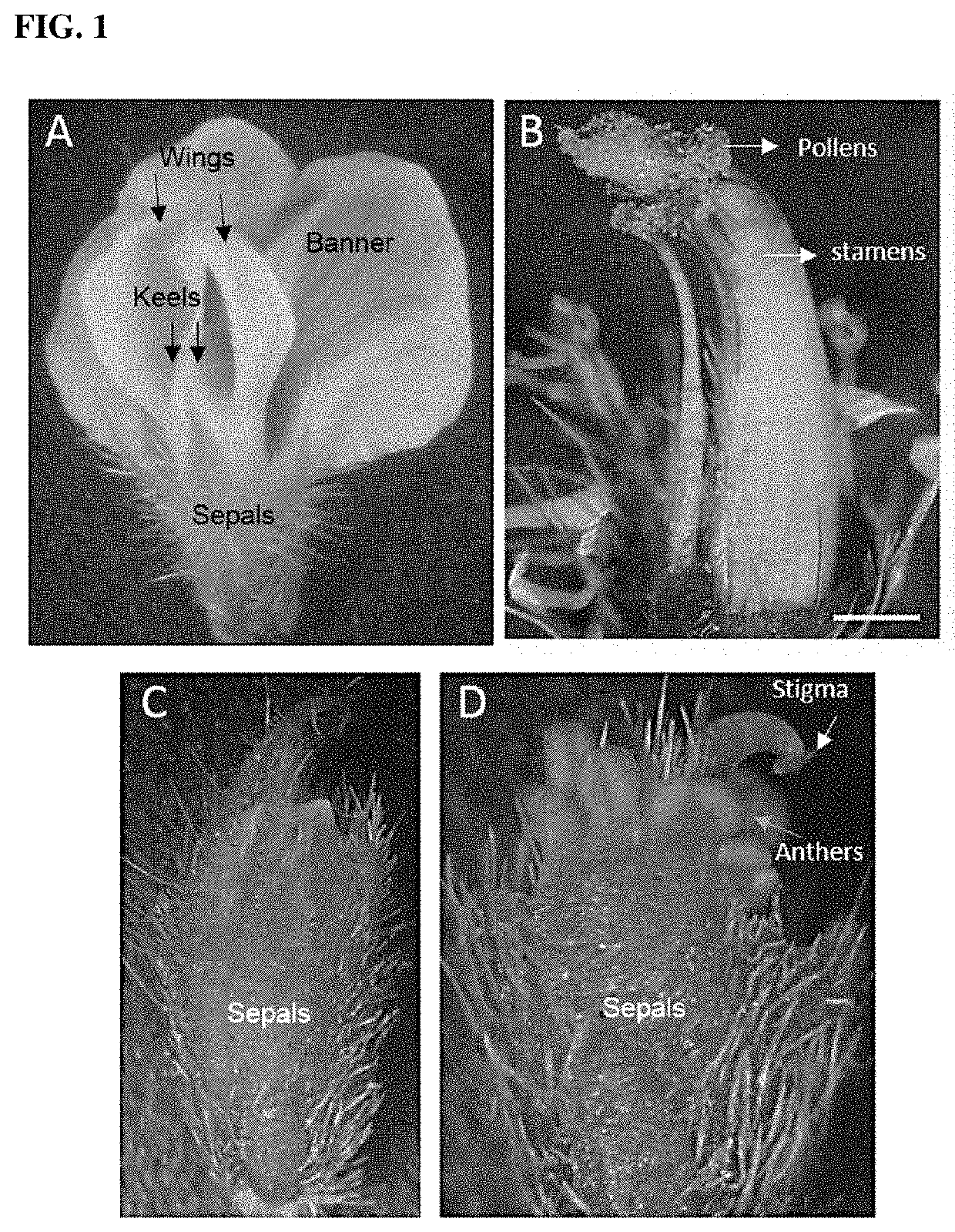 Cross pollination through liquid-mediated delivery of pollen to enclosed stigmas of flowers from recipient plants