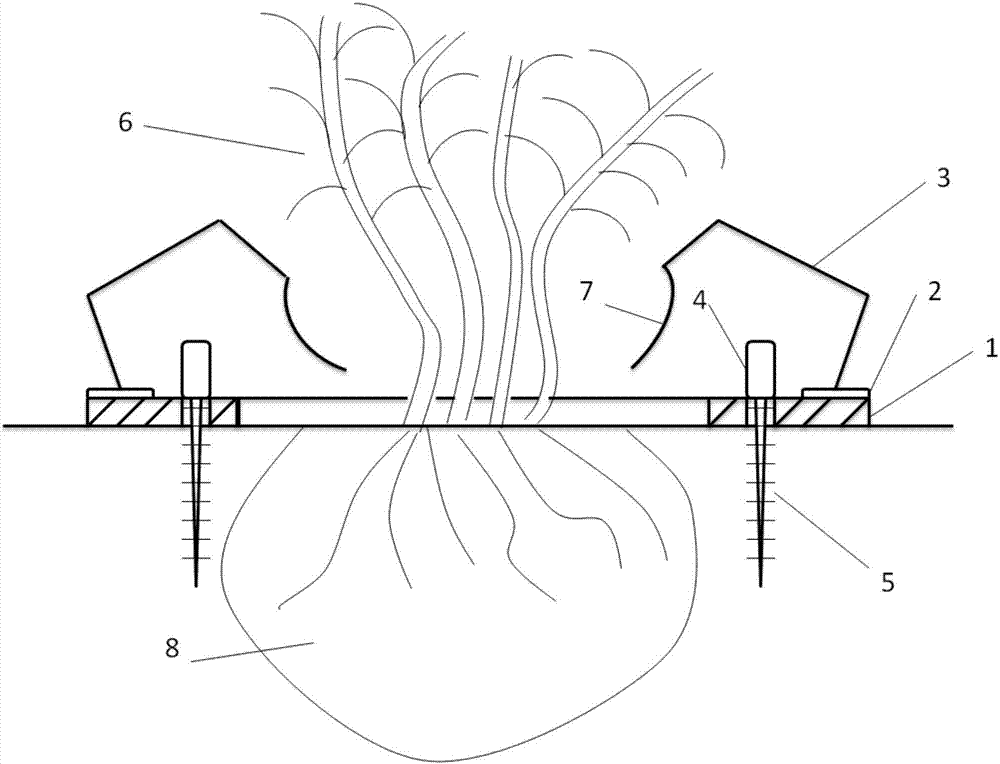 Transplanting method of maidenhair trees with multiple branches