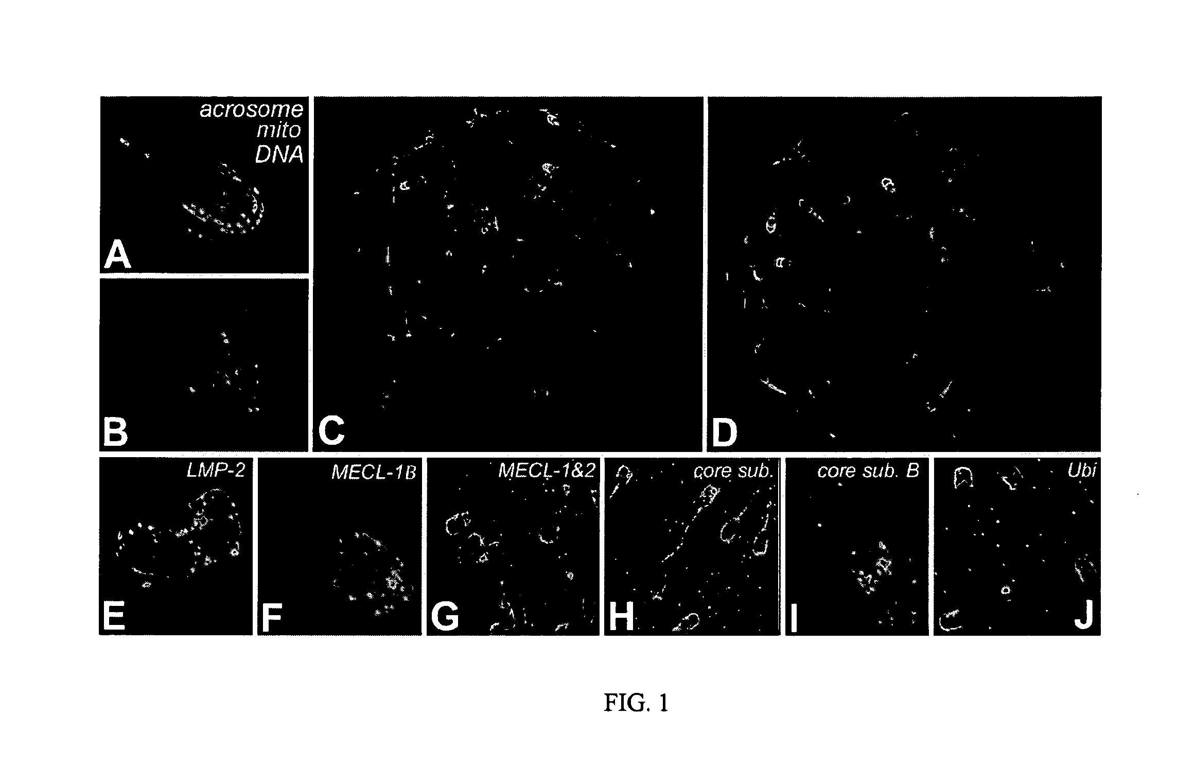 Contraceptive methods and compositions related to proteasomal interference