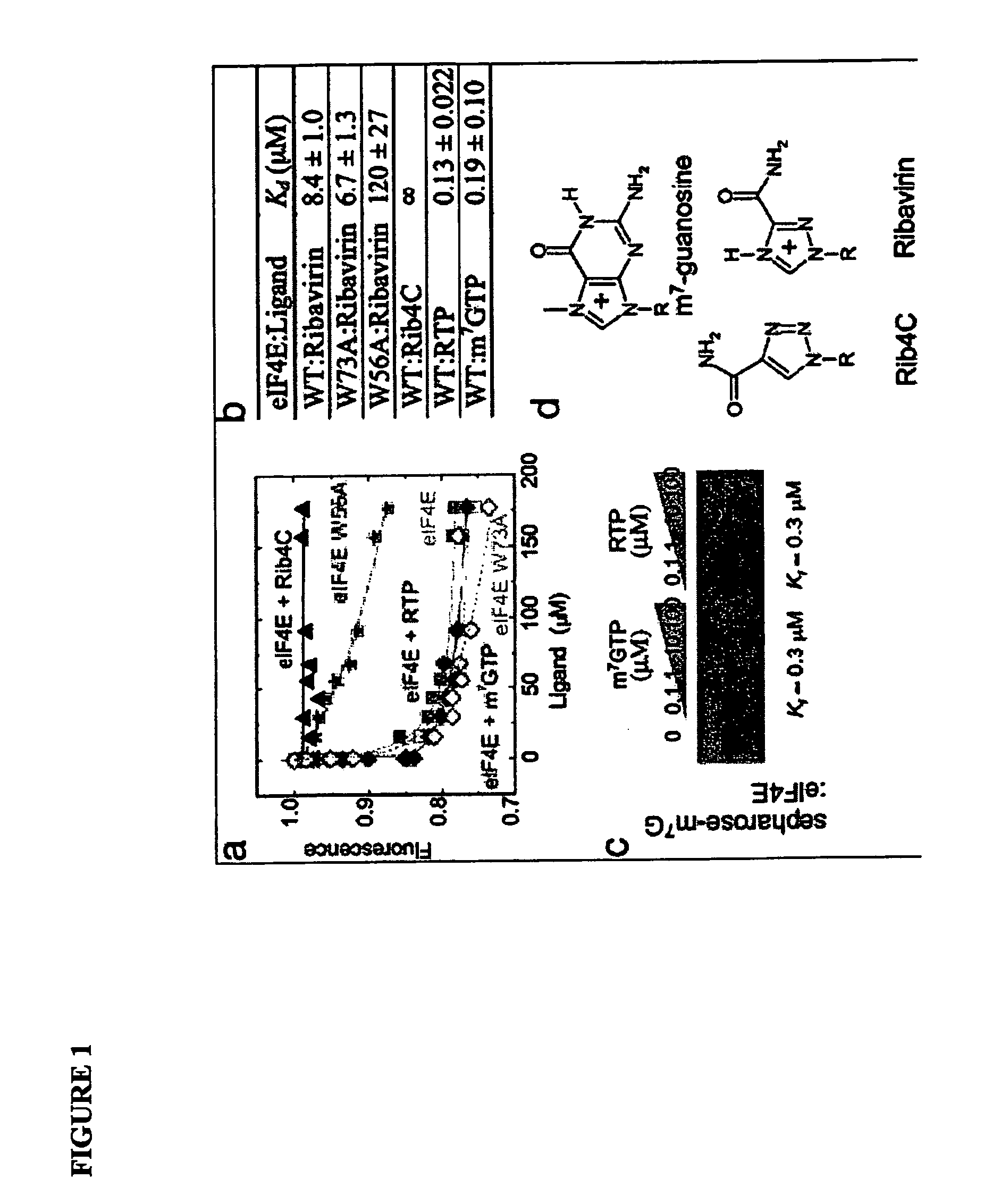 Translational Dysfunction Based Therapeutics