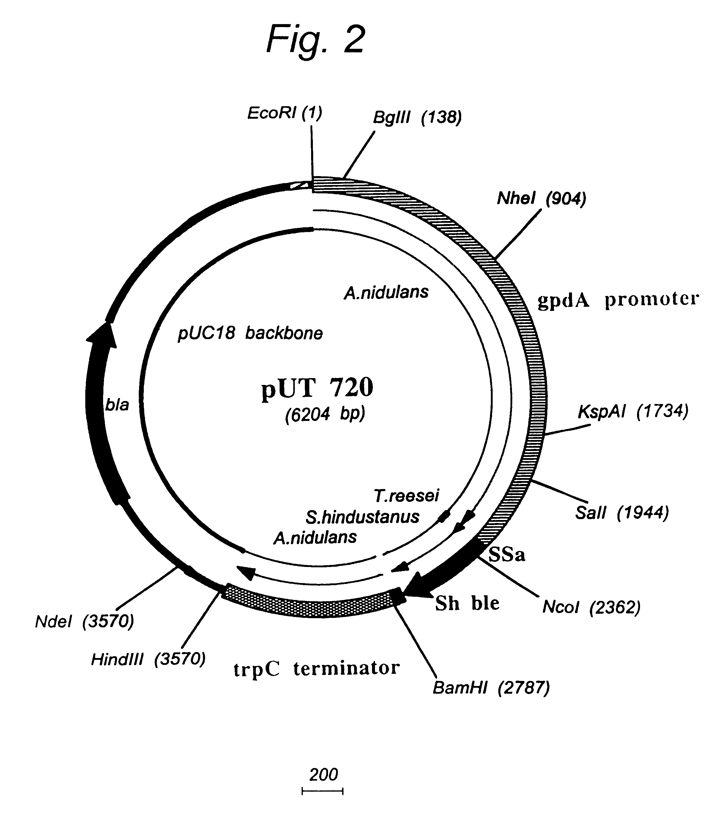 Transformation system in the field of filamentous fungal hosts