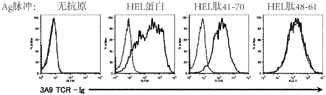 Immunizing peptide, method for producing immunizing peptide, pharmaceutical composition for immune disorders containing same, and method for treating immune disorders