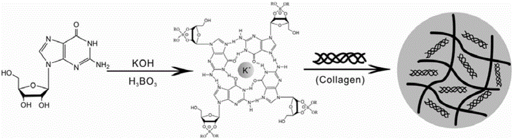 Gel dressing based on G-quadruplex/collagen, as well as preparation and application of gel dressing