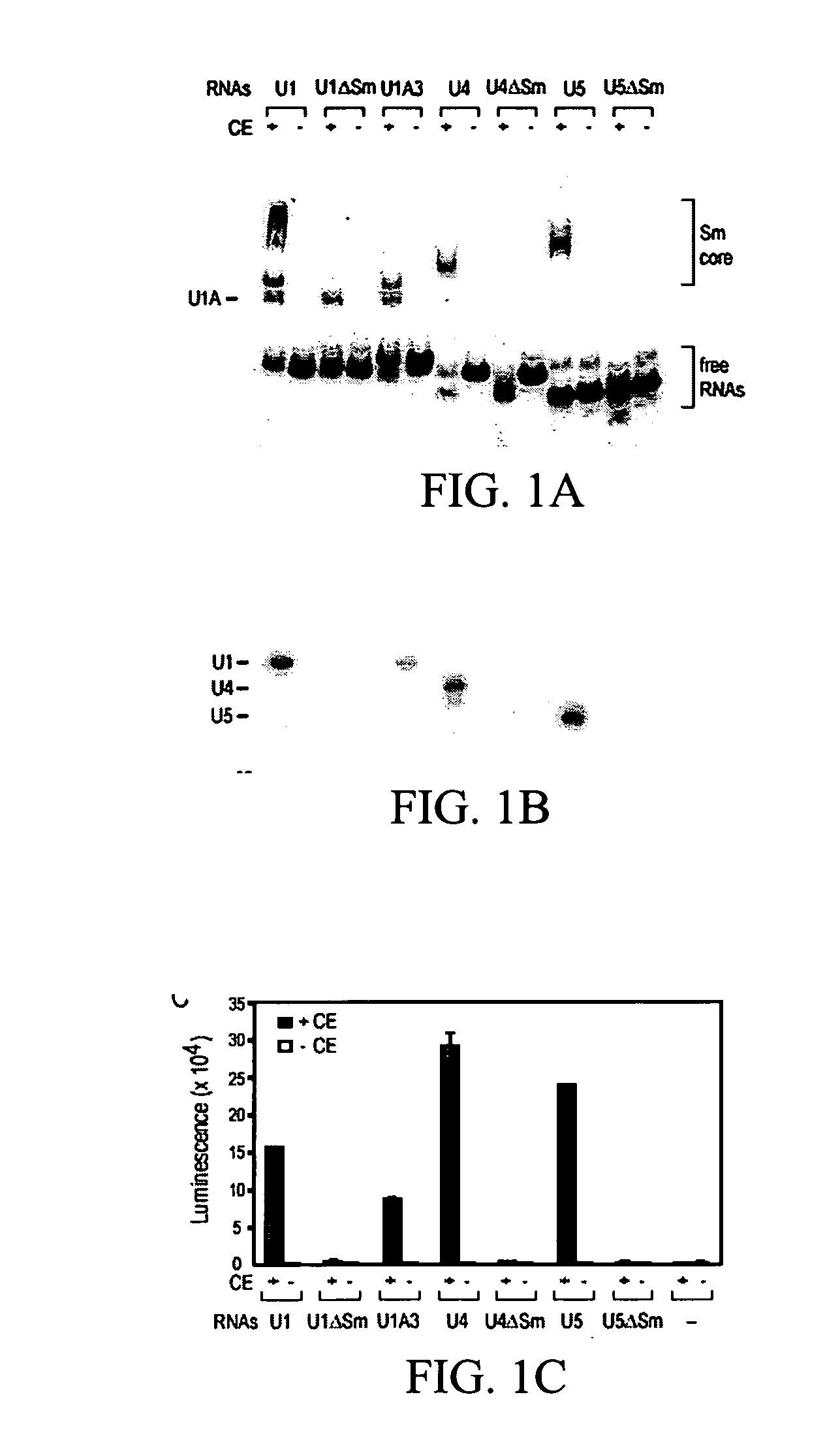 Assays, methods and kits for detecting small nuclear ribonucleoprotein particle assembly and survival of motor neurons activity