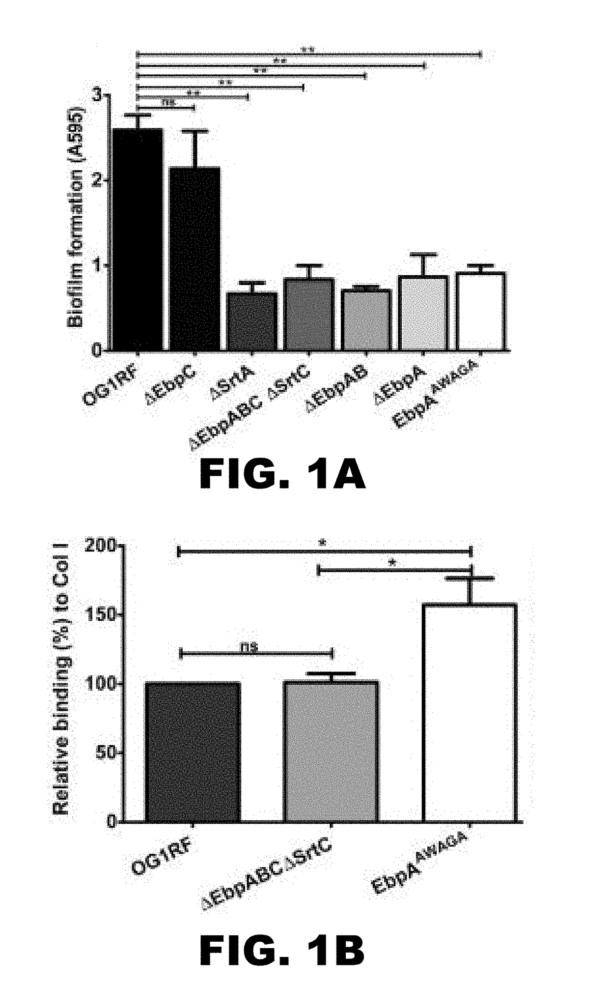 COMPOSITIONS AND METHODS FOR THE TREATMENT AND PREVENTION OF Ebp PILUS-RELATED DISEASES