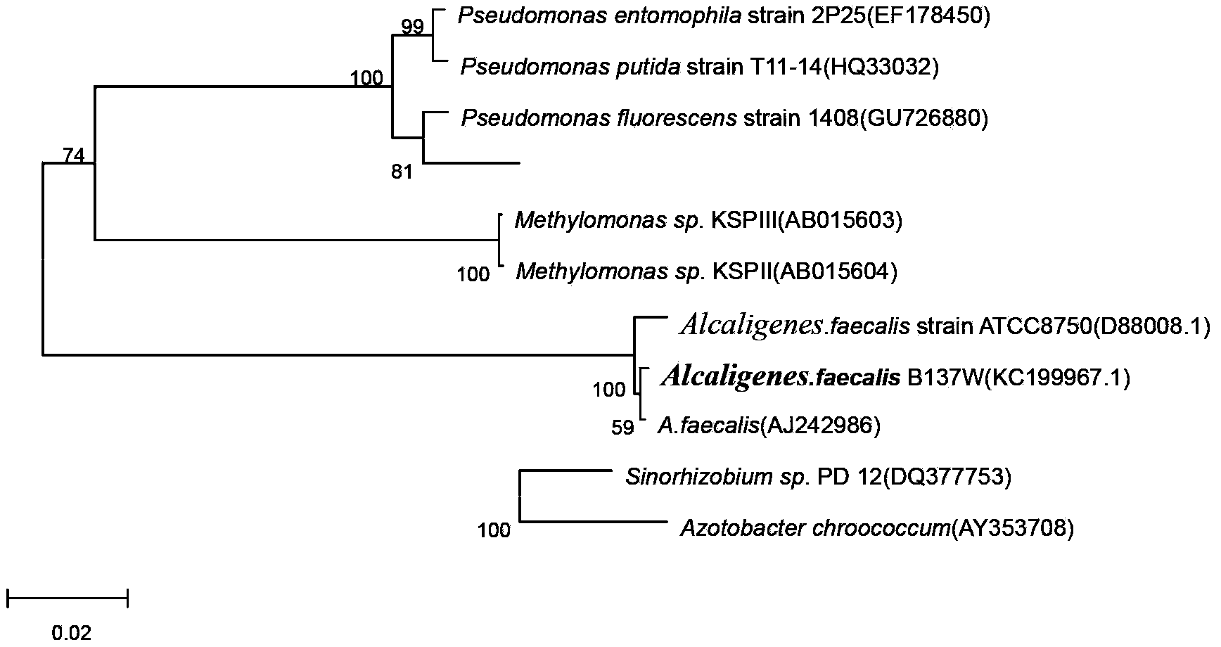 Alcaligenes faecalis strain