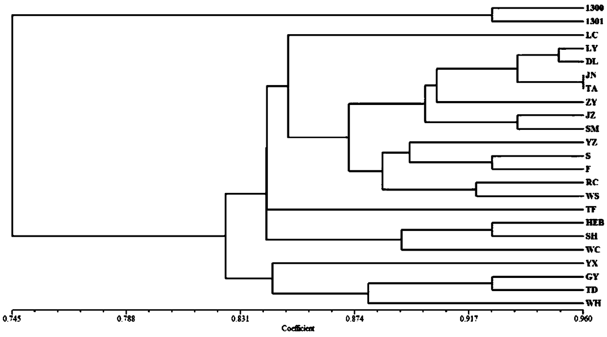 Method for breeding high-temperature resistant strain of stropharia rugosoannulata