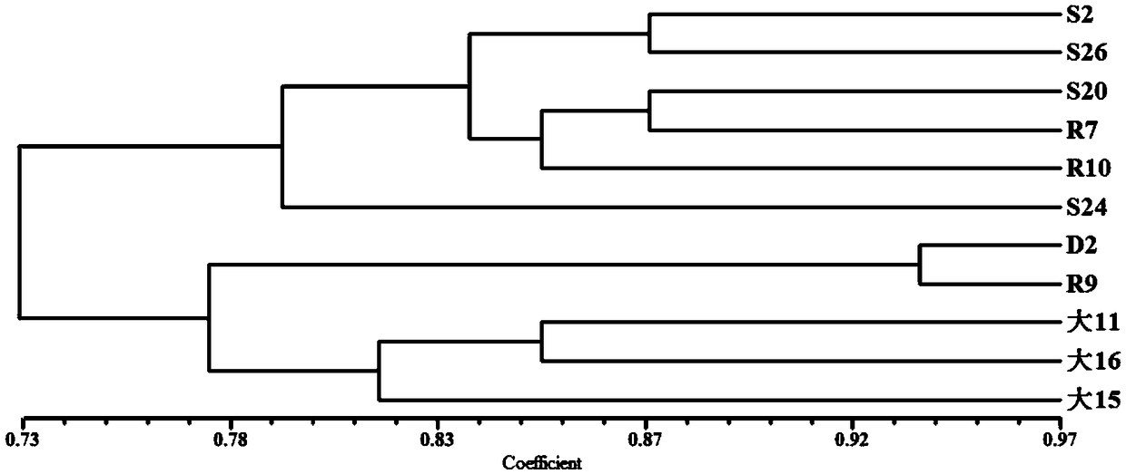 Method for breeding high-temperature resistant strain of stropharia rugosoannulata