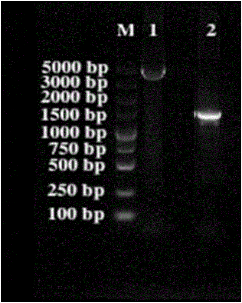 Method for detecting estrogen pollution of water on basis of polymorphic vitellogenin of periophthalmus modestus